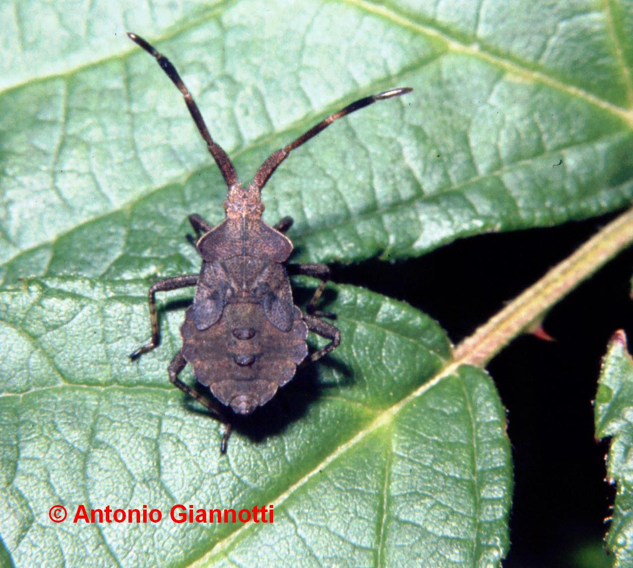 neanide di Coreus marginatus